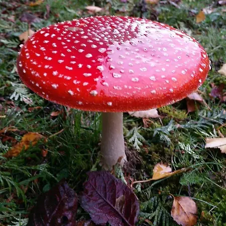 Charming 2-bed In Domfront-en-poiraie Casa vacanze