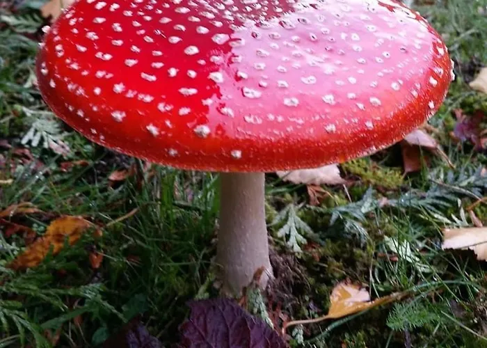 Charming 2-bed In Domfront-en-poiraie Vakantiehuis